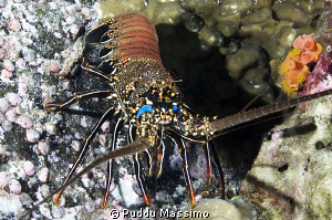 big lobster nikon d2x 17-35mm by Puddu Massimo 